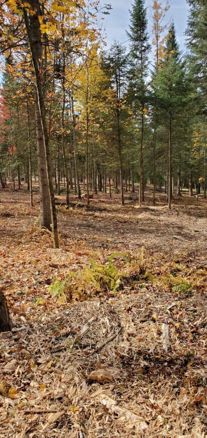 Entreprise de débroussaillage Valcourt