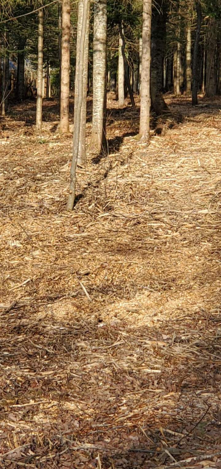 Entreprise de débroussaillage Valcourt